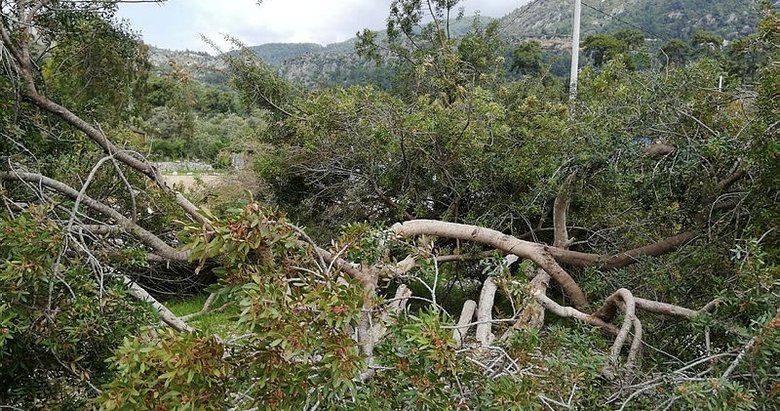Akbük Koyu’nda kesilen ağaçların yerine 120 ağaç dikildi