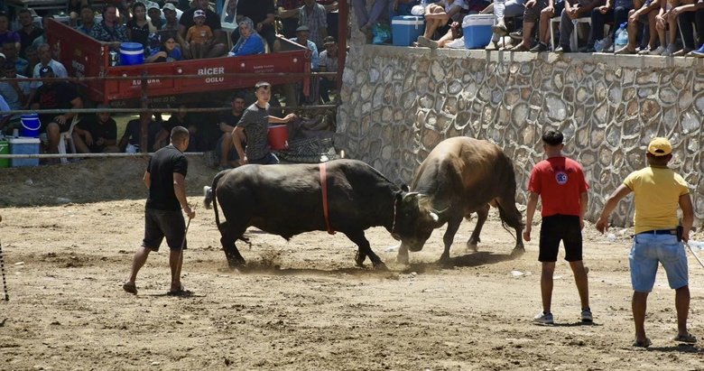 Aydın’da boğalar, SMA’lı Linda bebek için güreşti