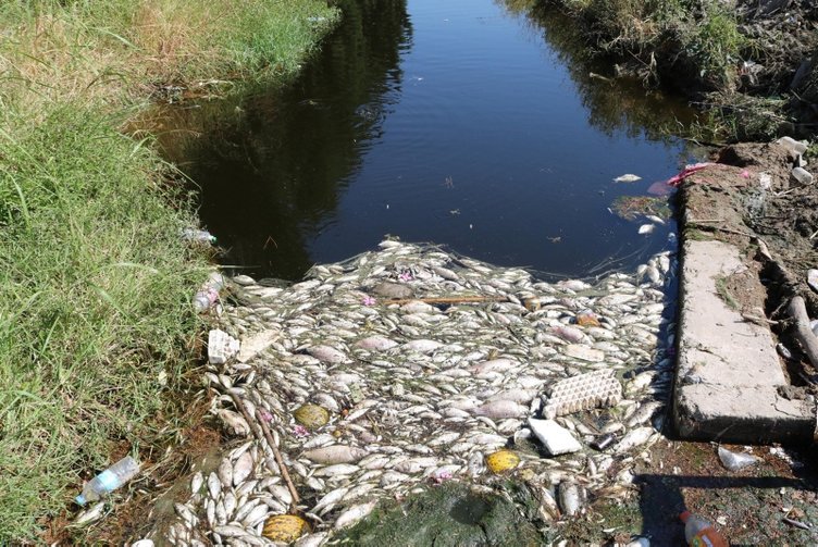 İzmir’de zehirli su paniği! Foça ve Menemen’de sulama kanalında balık ölümleri korkuttu
