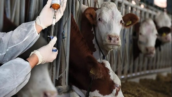 Muğla’da şap alarmı! Milas’ta 11 mahalle karantina altında