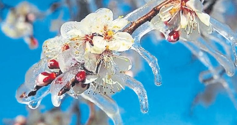 Kış meyvelerine don koruması
