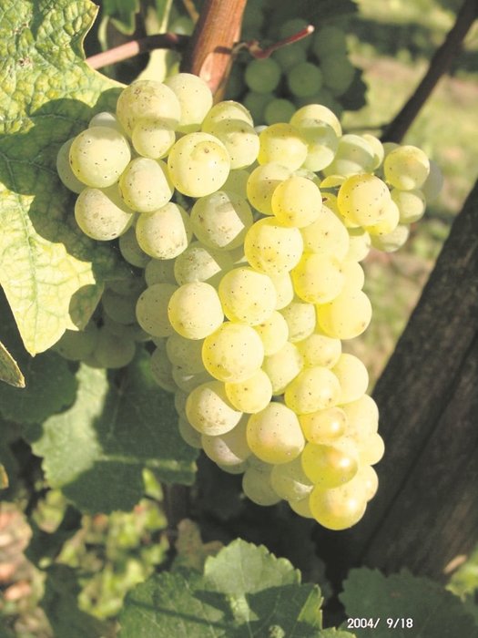 Yeşil üzümün faydaları nelerdir? Hangi hastalıklara iyi gelir?