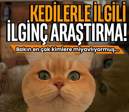 Kediler erkeklere iki kat fazla miyavlıyor