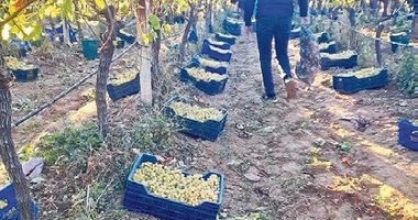 Sarıgöl’de örtüaltı üzüm hasadı devam ediyor