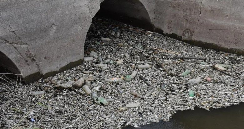 Turizmin gözdesi balık mezarlığına döndü