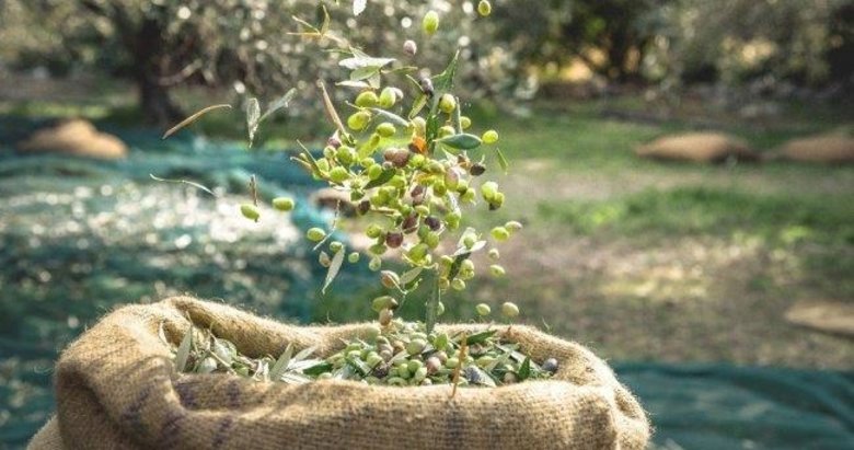 Zeytinyağı ihracatçılarına “çifte bayram”: Yasak kalktı