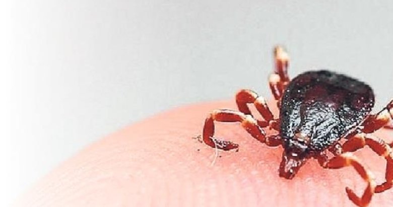 Bakanlıktan ‘kene’ açıklaması: Ülkemizde yoğunluğun arttığına dair bir kanıt bulunmuyor