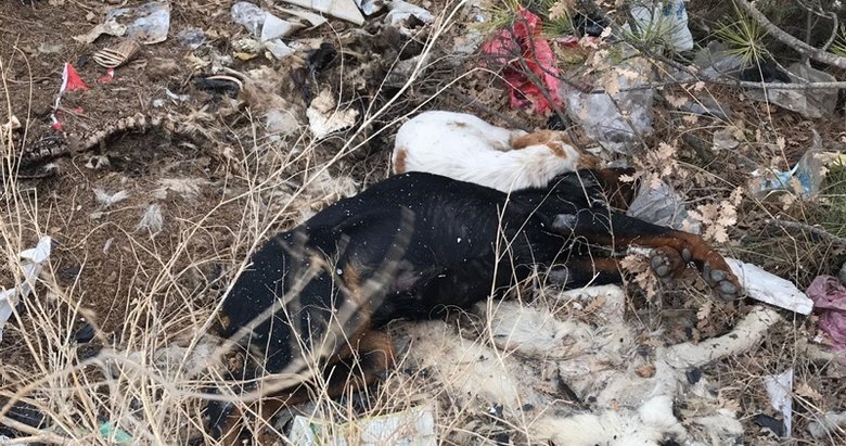 Uşak’ta çöplükte 20 köpek ölüsü bulundu