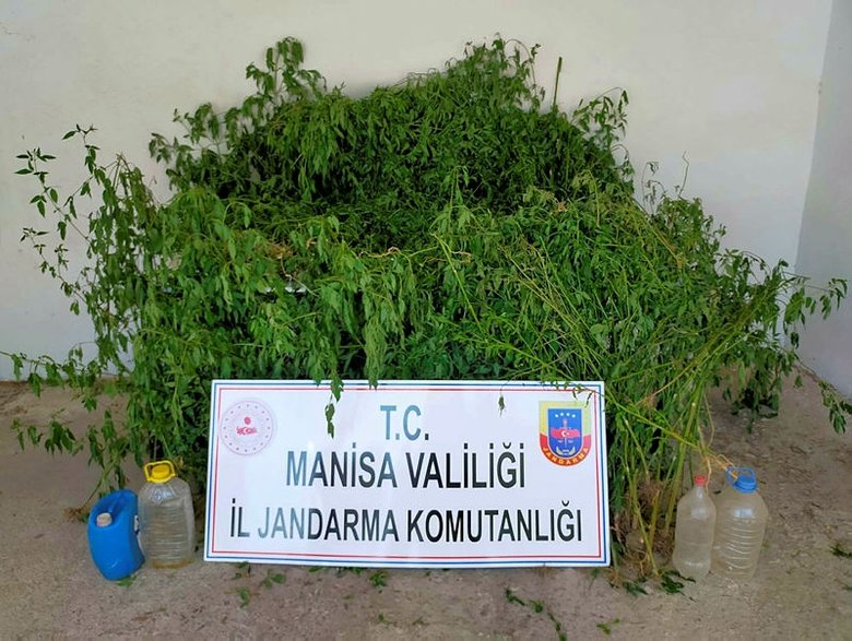 Dere yatağında kenevir tarlası!