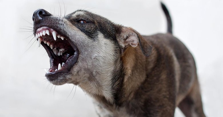 İstanbul Valiliği’nden ’Kuduz Vakalarında Patlama’ iddiasına ilişkin açıklama