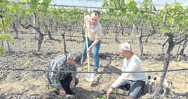 TARİŞ’ten bağlara yakın takip