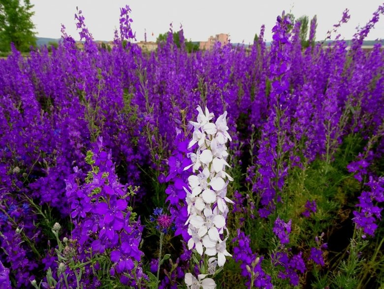 Kütahya’daki mor çiçek tarlası görenleri büyülüyor