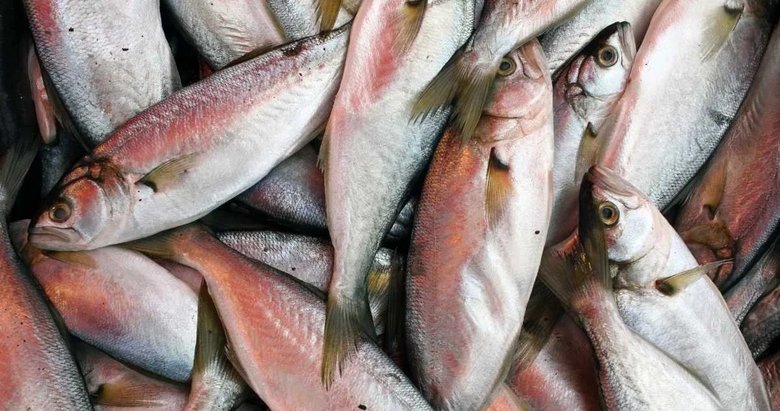 Muğla’dan 545 milyon dolarlık balık ihracatı