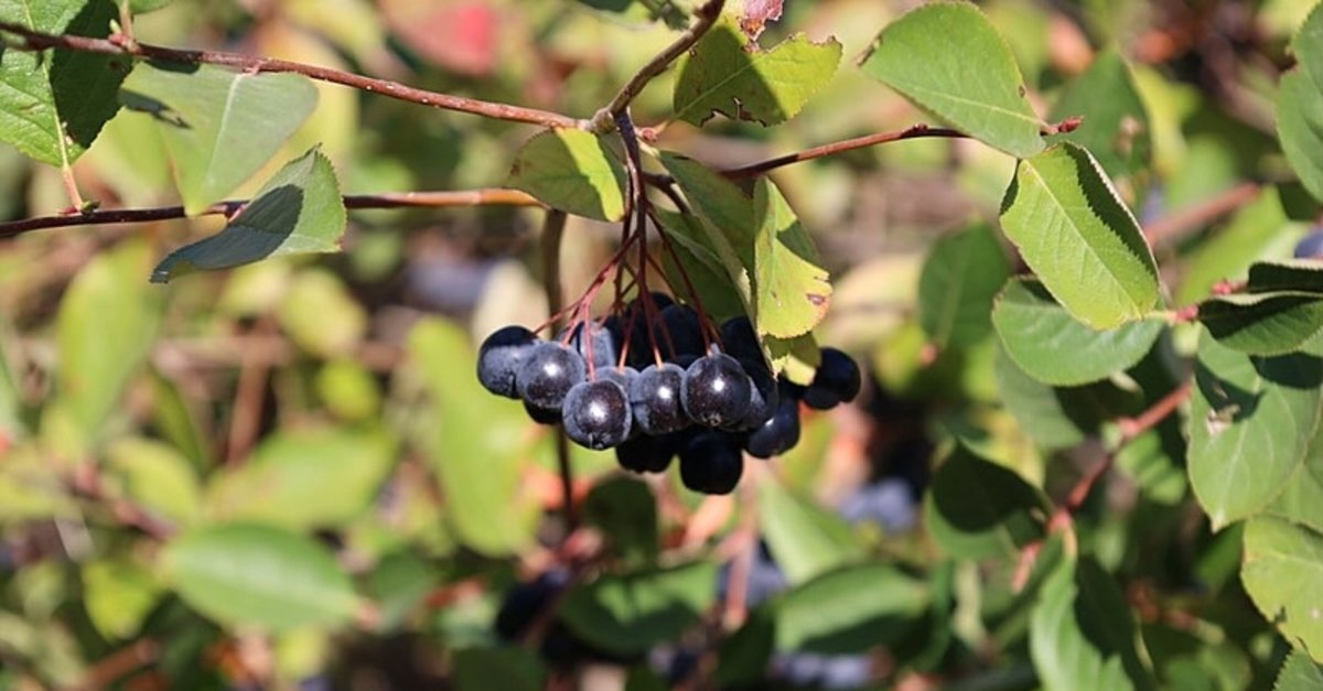 Süper meyve Aronya: Balıkesir’de ilk hasadı başladı! Sağlık, kozmetik ve gıda... Her alanda Aronya! Faydaları saymakla bitmiyor