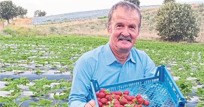 Manisa’da çilek bereketi