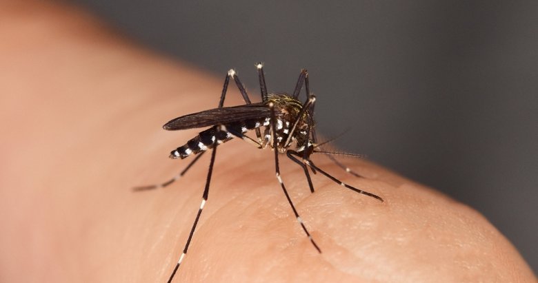 Sivrisinek ısırığı koronavirüs bulaştırır mı? Koronavirüs kan yoluyla bulaşır mı?