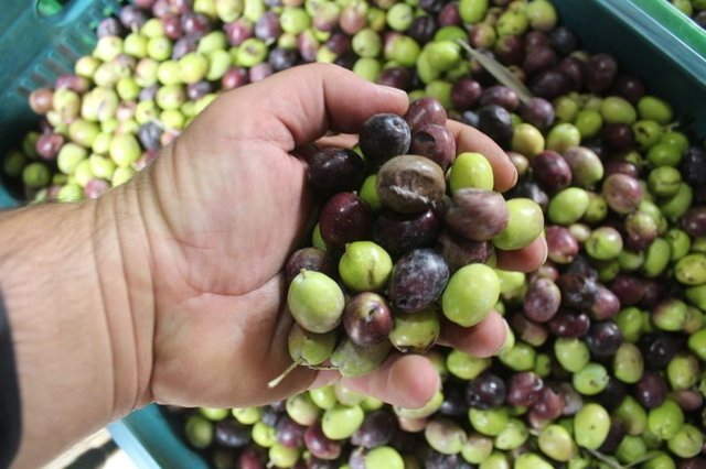 Zeytinyağının faydaları nelerdir? Zeytinyağı neye iyi gelir?