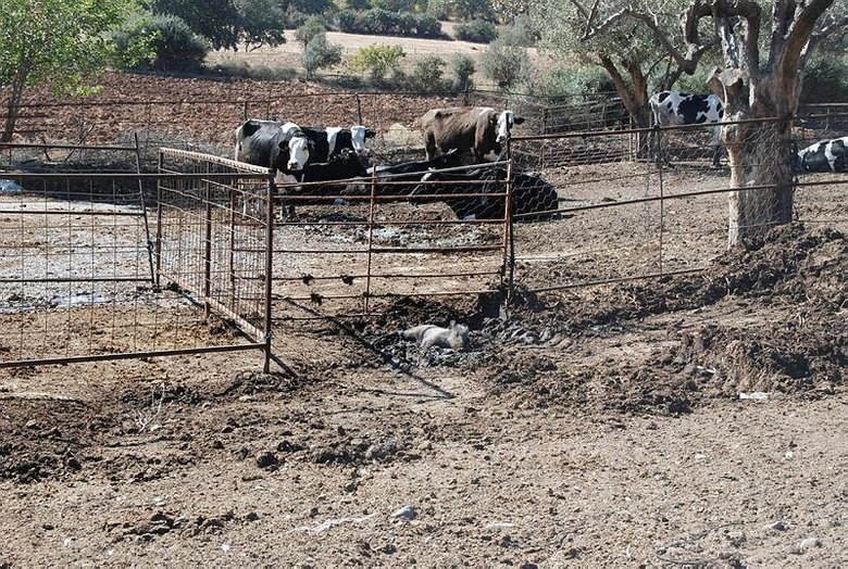 Köpek saldırısından kurtardı, şimdi peşinden ayrılmıyor