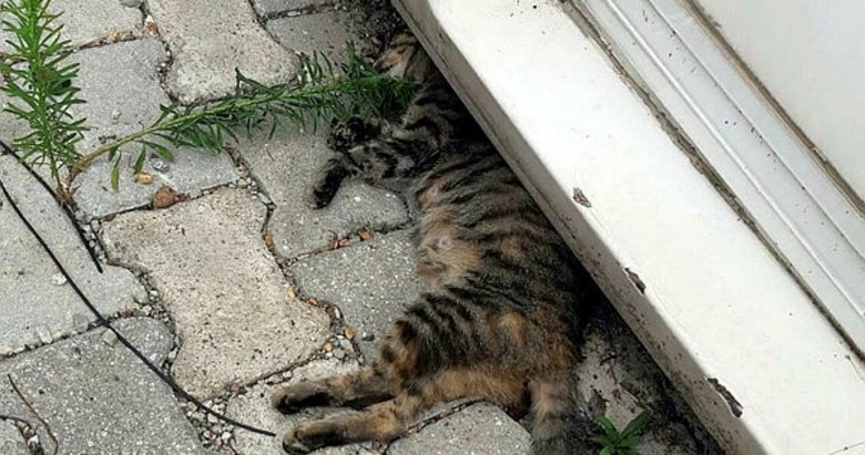 Denizli’de korkunç olay! Çal’da 28 sokak kedisi zehirlendi