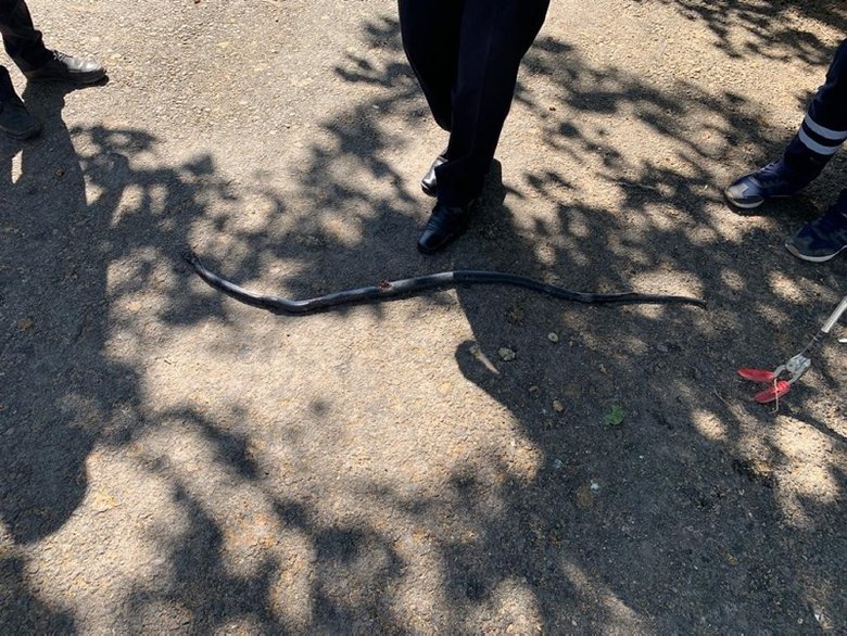 Yılanlar deprem habercisi mi? Uzman isimden açıklama