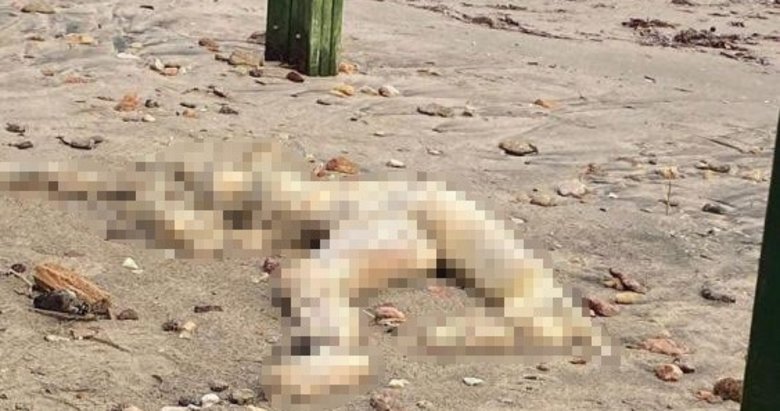 Bodrum’da sahilinde başı olmayan erkek cesedi bulundu