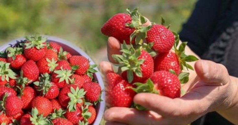 Emiralem çileğinin kurusu kadınların gelir kapısı oldu