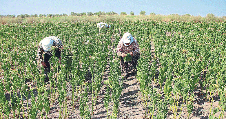 Manisa’da tütün tarlaları çoğalıyor