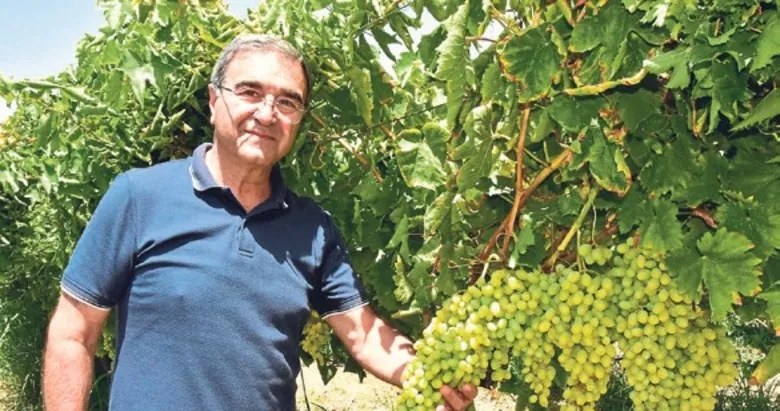 Bağcılıkta Ar-Ge meyvesini veriyor