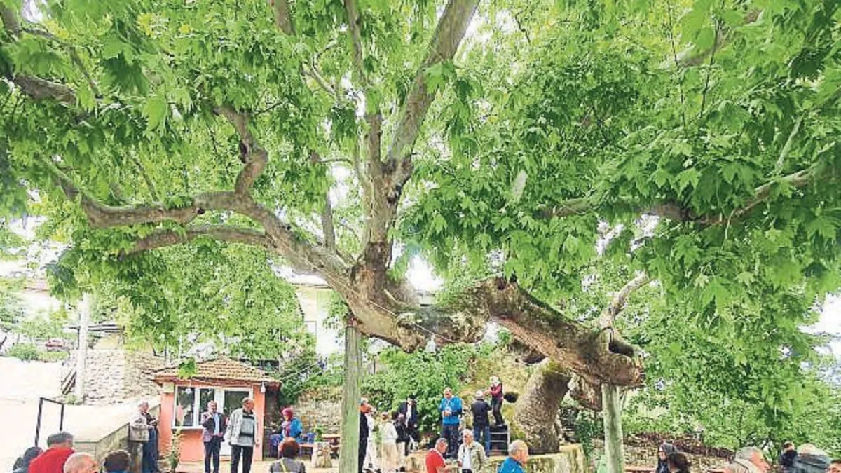 Yaşayan tarih anıt ağaçlar