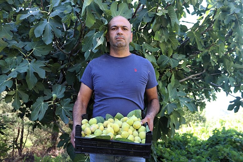 İzmir’de sıcaklar incir hasadını 10 gün erkene çekti
