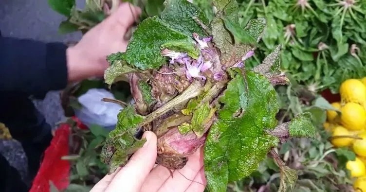 Hodan otu neye iyi gelir? Hodan otunun faydaları nelerdir?