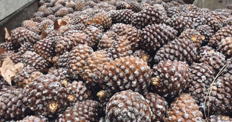 Çam fıstığı gram altınla yarışıyor