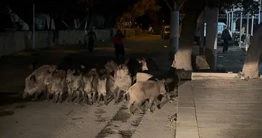 Bodrum’da şehir merkezine inen yaban domuzları kamerada!