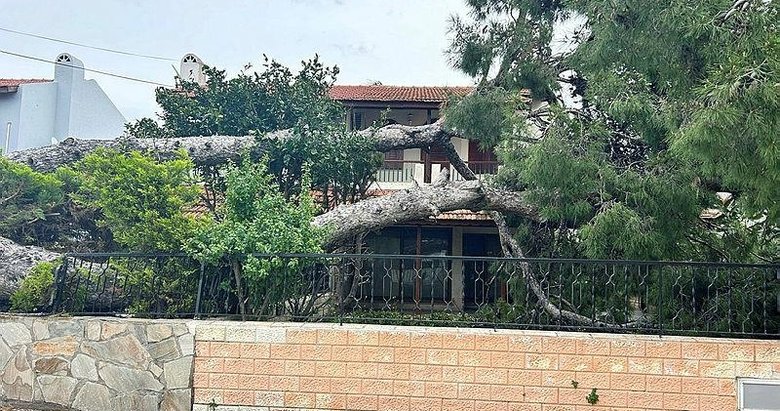 Çeşme’de şiddetli rüzgar yıktı geçti! 15 metrelik ağaç devrildi