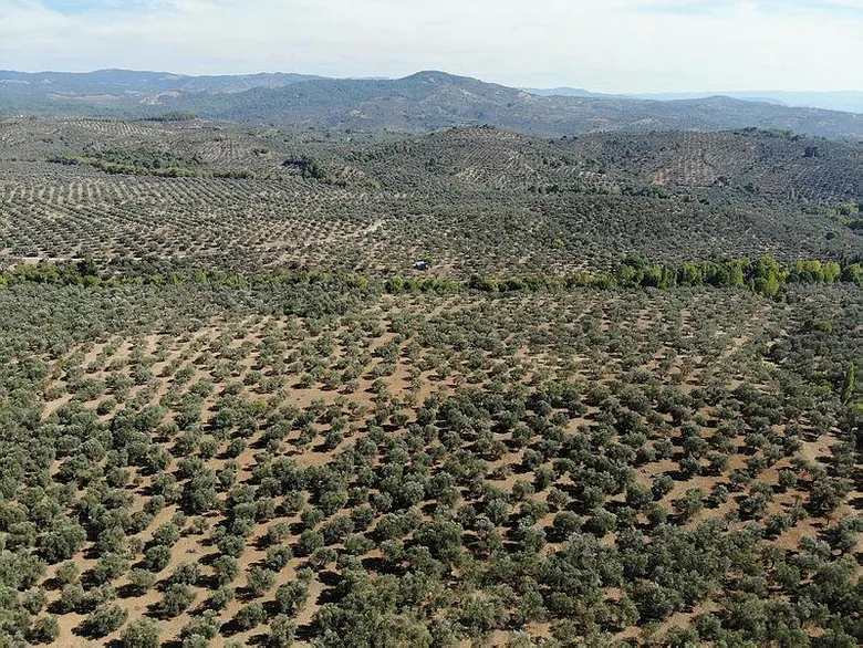 Zeytin ağaçları ranta kurban gidiyor! Kıyım 2020’de de devam ediyor