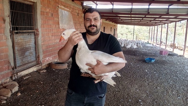 50 tane kazla başladı, şimdi paraya para demiyor