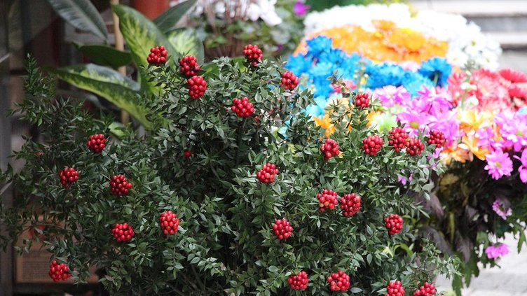 Evinize şans ve bereket getiren yılbaşı çiçeği kokina