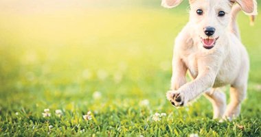 Köpek sahiplenmek ömrünüzü uzatabilir