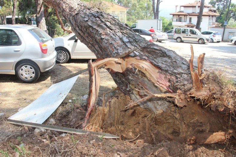 15 metrelik çam ağacı park halindeki araçların üzerine devrildi
