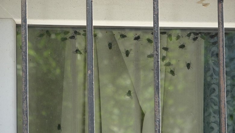 Günlerdir kötü koku gelen apartmandan kedi cesedi çıktı