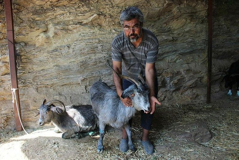 Yangında yavrularını kaybeden anne keçi, adeta hayata küstü Muğla