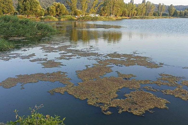 İzmir’de tedirgin eden görüntü! Yüzlercesinin ölüsü kıyıya vurdu