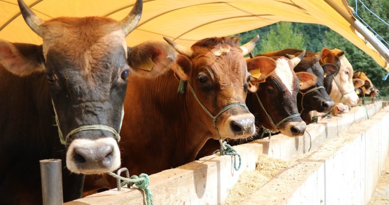 Kurbanlık hayvandan koronavirüs bulaşır mı? Bilim Kurulu üyesi yanıtladı