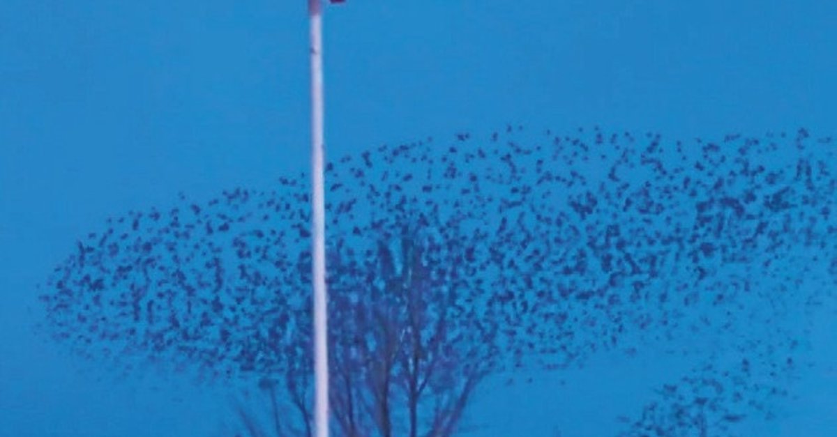 Kuşların büyüleyen dansı