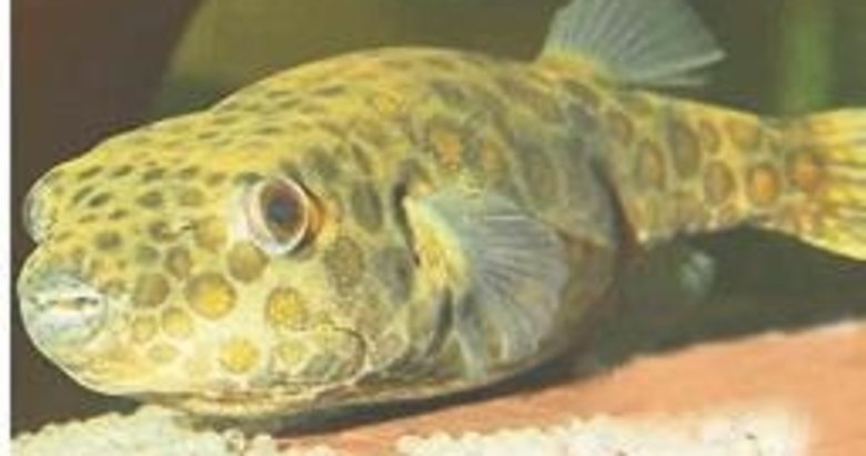 Balon, dünyanın en zehirli ikinci balığı