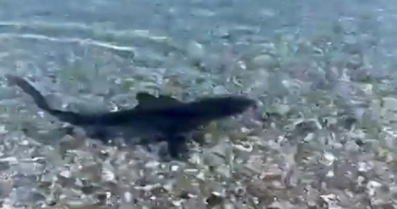 Köpek balığı kıyıya kadar geldi! Görüntü Muğla’dan