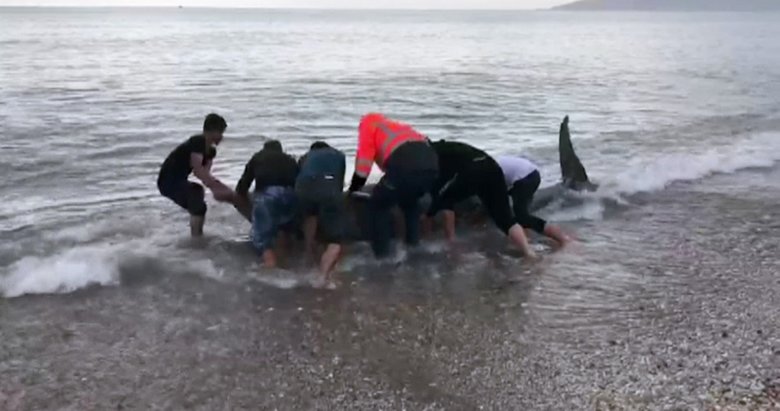 Antalya’da gözüne batan kanca nedeniyle sahile vuran yunus kurtarıldı