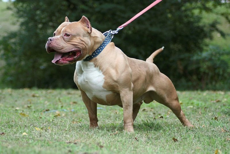 polise pitbull cinsi kopegi saldilar