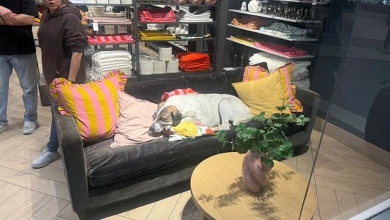 İzmir’de AVM’deki sahipsiz köpek 3 yaşındaki Elif’e saldırdı, dudağını ısırdı