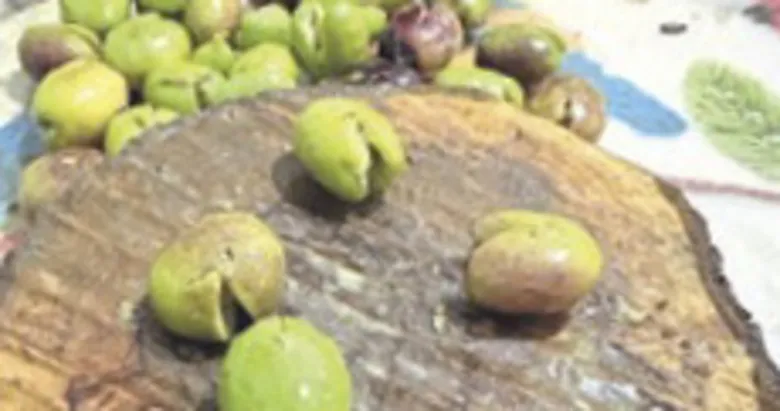 Sofralık kırma zeytin mesaisi başladı
